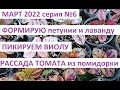 Март 2022 серия 6. Формируем петунию и лаванду. Рассада томатов из помидорки) Пикируем виолу.