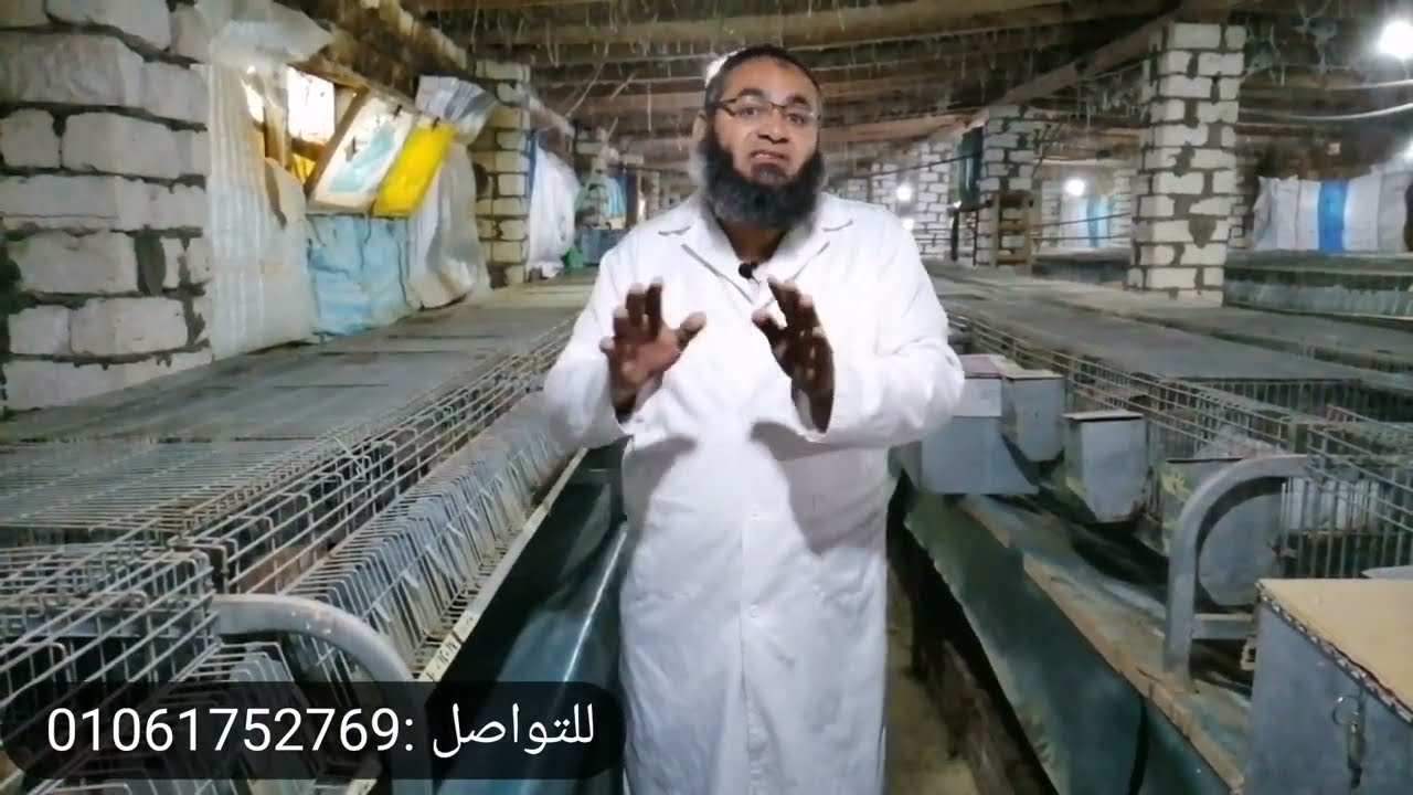 ثلاث شروط للنجاح في مشروع الأرنب مع أرانب البركة