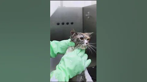 Video 5612471: cats catlover, cats dogs clean, laugh cats dogs, funny cats dogs, funny pets, kitty