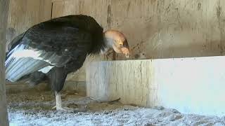 13th Endangered Condor Chick Breaks Zoo Hatch Record