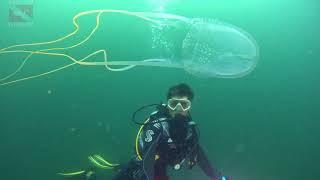 Кубомедуза морская оса | Box Jellyfish Sea Wasp at Koh Sak Island | Diving Pattaya, Thailand