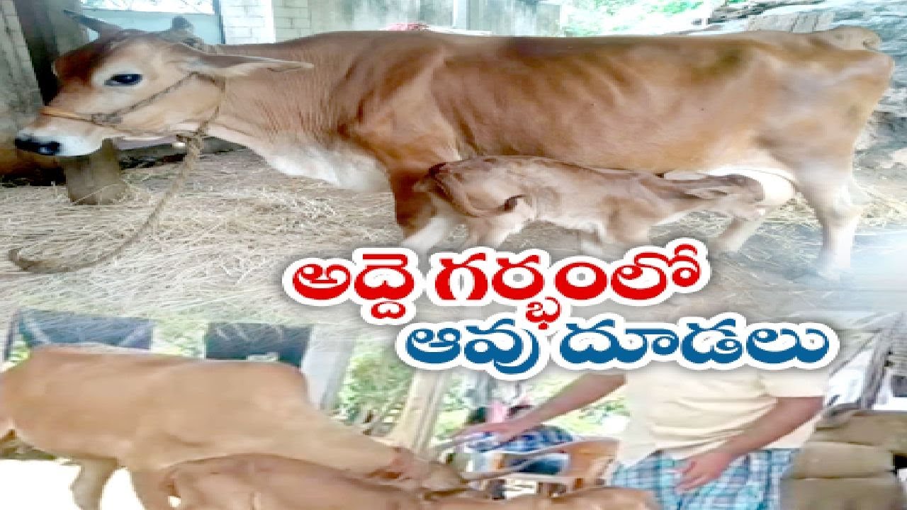 Surrogacy in Dairy Cattle Korutla Veterinary College Experiment