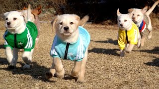 The 7 puppies are out on their first backyard adventure!