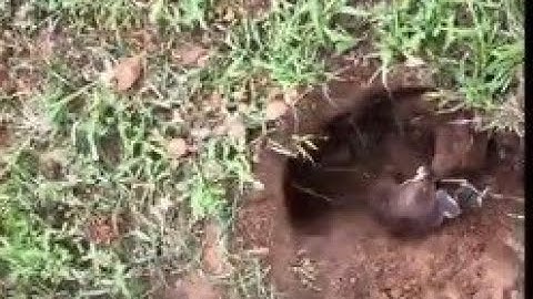 The Best Way to Get Rid of Gophers