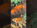 Colorful fishes #colorfulfishes #experiment #funtime