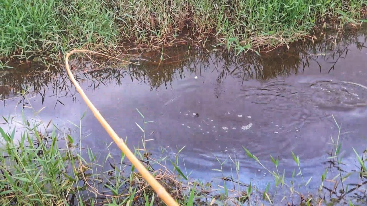 Pescaria caipira, pensei que era pequena, não esperava pegar esse gigante com essa isca