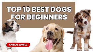 Top 10 Best Dogs for Beginners: Find Your Perfect Furry Companion