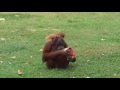 Baby / orangutans / Memphis Zoo