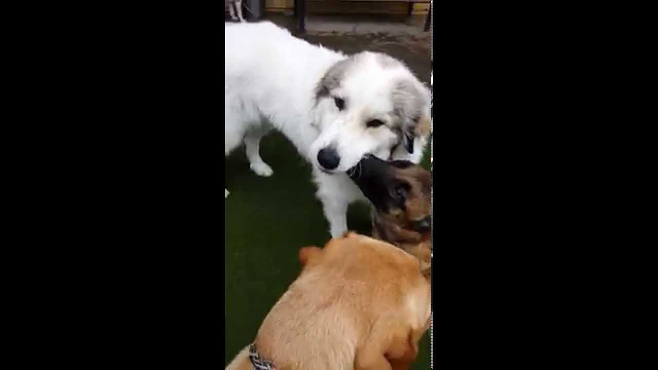 video phone beyonce mp3 Silly dogs