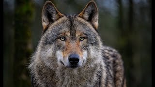 Discover the fascinating world of wolves! - Discover the planet in FULL HD