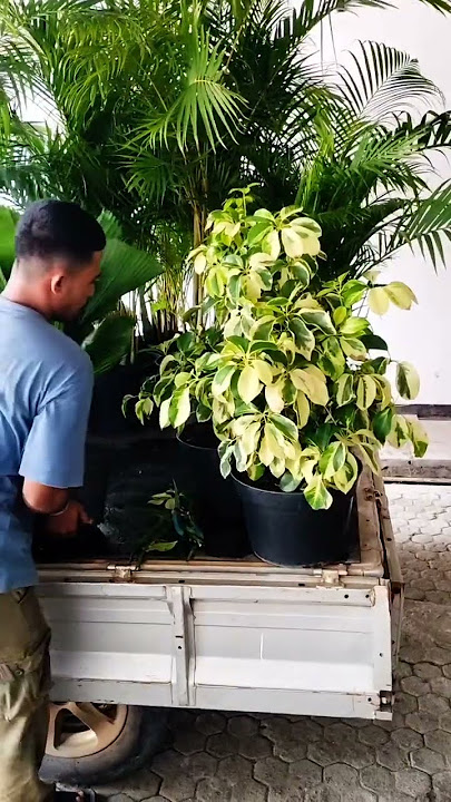 Sell ​​ornamental plants