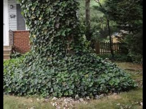 English Ivy Removal