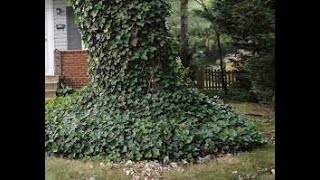 English Ivy Removal