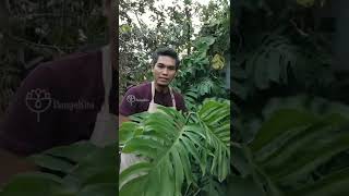 AWAS TERTUKAR ANTARA MONSTERA & EPIPREMNUM PINNATUM