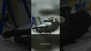 Animales prehistóricos encontrados congelados 😨❄️