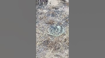 Another Southern Pacific Rattlesnake (Crotalus oreganus helleri) I almost stepped on. #hike #hiking