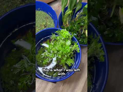 Video: Planten kweken met aquariumvissen: planten die aquariumvissen eten om te vermijden