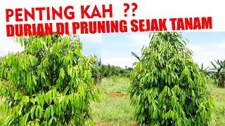 Dampak Efek Pohon DURIAN  Di Pruning  Sejak Kecil