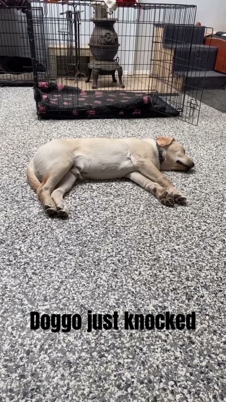 Prvnci turned into doggo like turn up the music