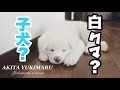 しろくまみたいな子犬が我が家にやってきた！【秋田犬】【Akita Puppy】