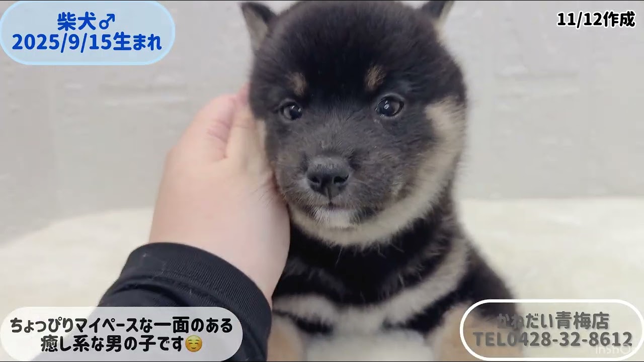 渋い顔の犬➰金属製 めちゃ重 価格の安い柴犬♂たぬき顔です♪【動画あり】 / ペットショップ