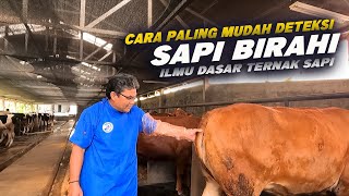 Cara Paling Mudah Deteksi Sapi Birahi Siap Untuk Di IB