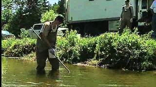 Sea Lamprey