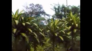 PAMIT DOEL SUMBANG.wmv