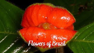 Flowers of Brazil  |  #beautifulflowers
