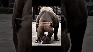 Transformation Is Up To No Good..