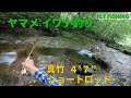 小渓流へ ヤマメ釣り・4’7” ロッドのテスト釣行・使いやすい　かな？引きがダイレクトに！ / フライフィッシング  北海道 / Fly Fishing - Japan