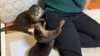 Otter Bingo & Belle waiting for mama to come home