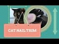 how to trim your cat's nails: a few tips!