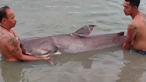 Watch the video about Giant Mekong Catfish & Giant Siamese Barb, valuable 1sthand info in description & linked MFK thread