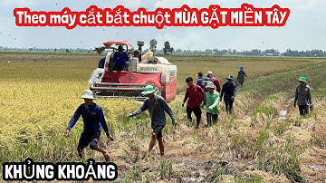 Cả Xóm Kéo Nhau Theo Máy Cắt Lúa Bắt Chuột KẾT QUẢ KHÔNG THỂ TƯỞNG TƯỢNG ĐƯỢC