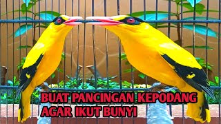 Burung kepodang emas gacor | Suara kepodang gacor ini bisa di jadikan pancingan kepodang malas bunyi