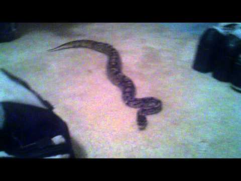 python vs cat