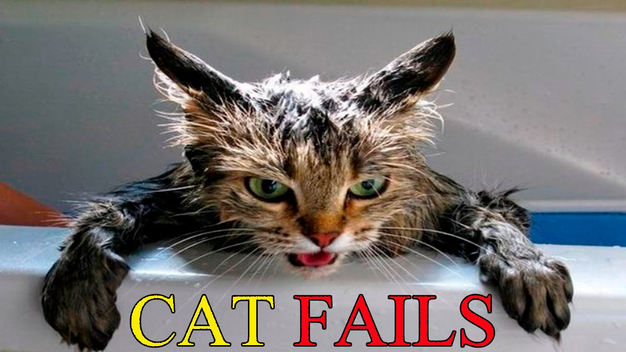 Cats Vs Water Cats Falling In Water Funny Cats 2022 