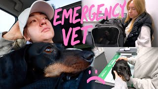 Emergency Vet Visit  :(           Vlogmas Day 7