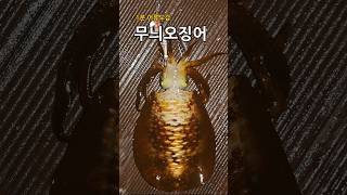 [바다낚시 어류도감 2] 뭐? 무늬오징어가 사실은 꼴뚜기라고?#무늬오징어#흰꼴뚜기#무늬오징어에깅