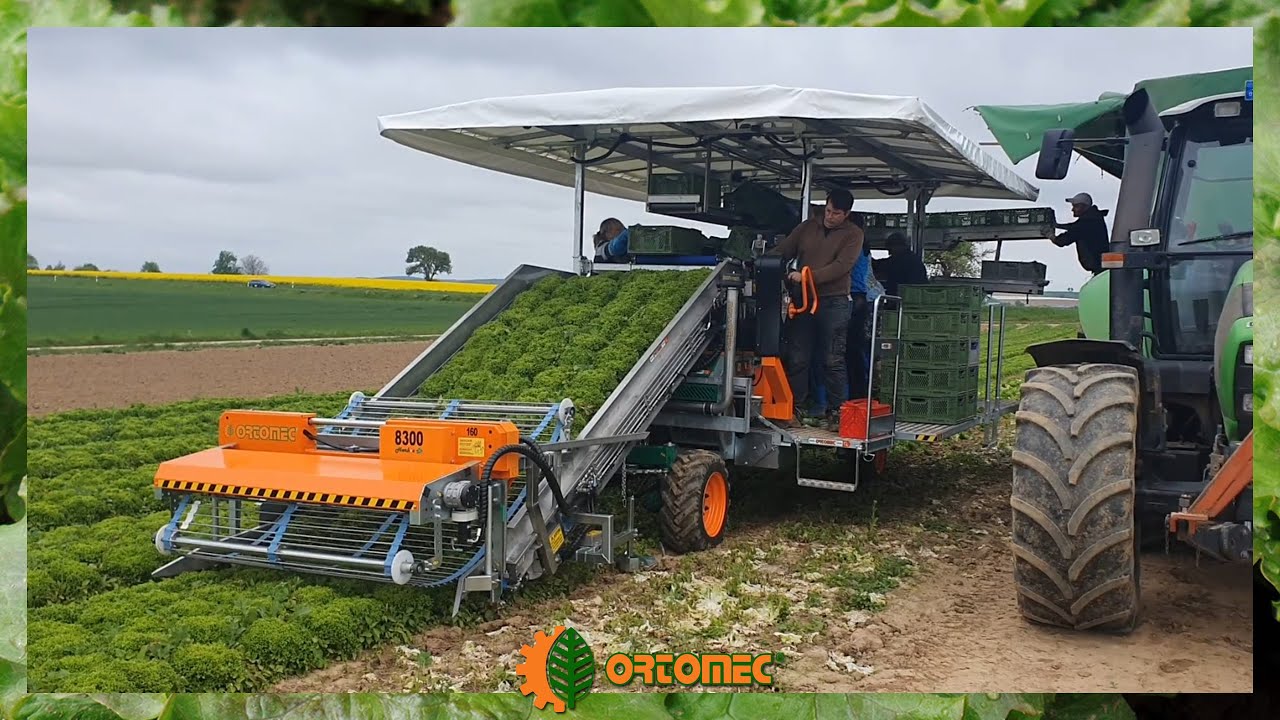 Lettuce selfpropelled harvester in action Ortomec 8300 YouTube