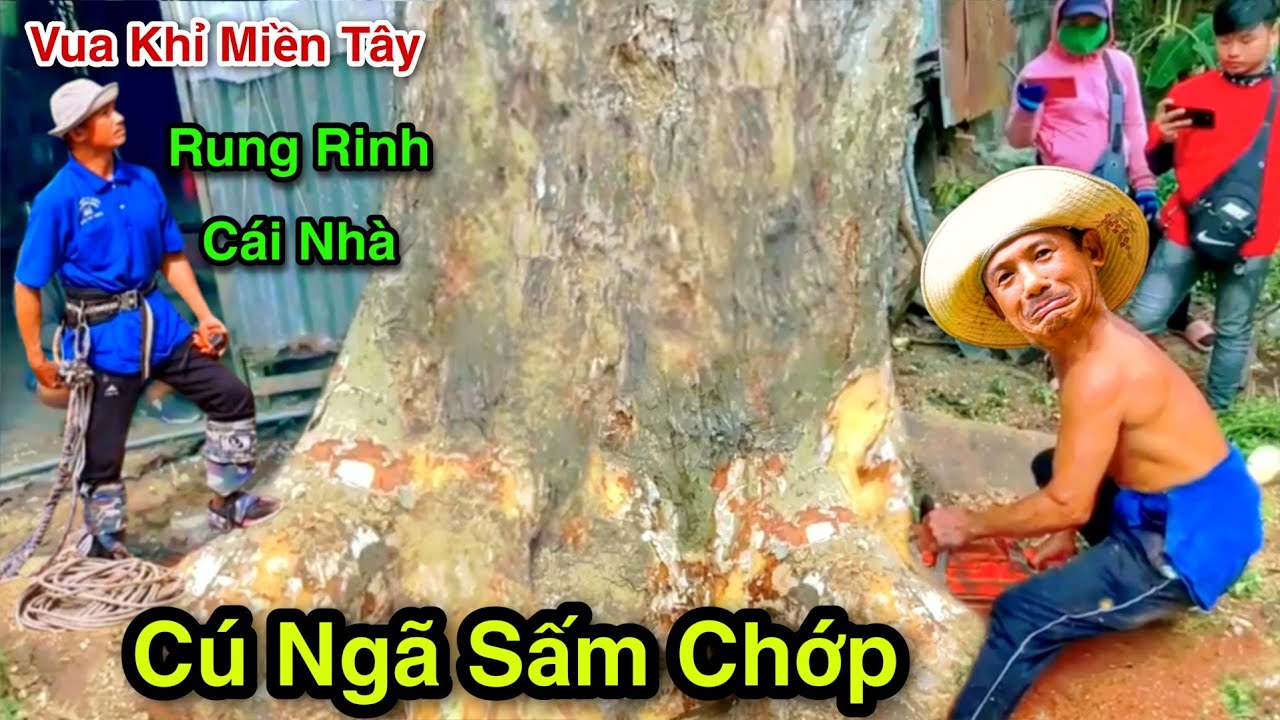 Cú Ngã Sấm Chớp Rung Rinh Nguyên Cái Nhà Vua Khỉ Cưa Cây Còng Gòn Sao Cực Sốc