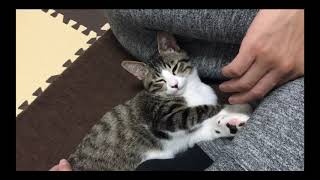 【べスポジ】猫の休憩所【猫動画49】