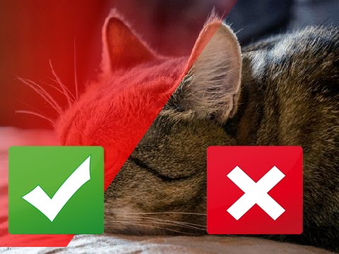 gregory and the hawk 5 Surprising Ways Cats Get Sick