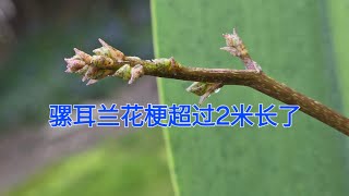 Sophie's Garden 骡耳兰的花梗超过2米长了Trichocentrum luridum