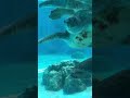 沖繩水族館烏龜池2