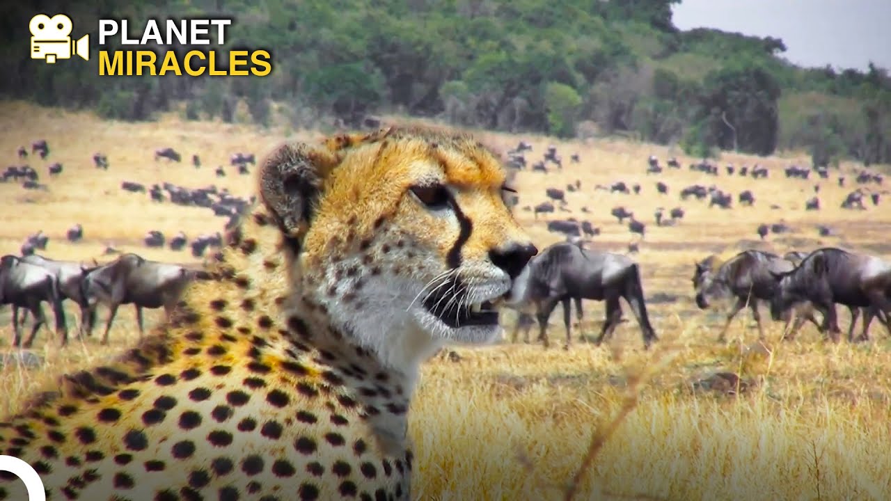 Moment a Cheetah Attacks While Focusing on Its Prey | Animal Kingdom ...