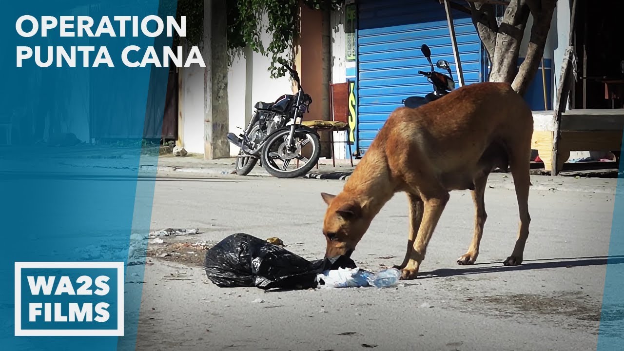 puppy paradise Mama Dog Eating Garbage off Street Saved by Dog Whisperer: Ep 6 Operation Punta Cana