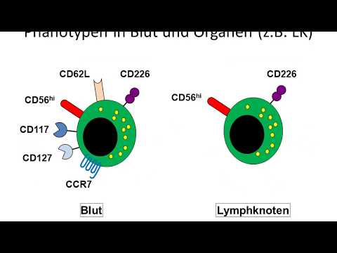Video: Der Mit Dem Alpha-3-Domänen-spezifischen Antikörper Gebildete MICA-Immunkomplex Aktiviert Menschliche NK-Zellen In Fc-abhängiger Weise
