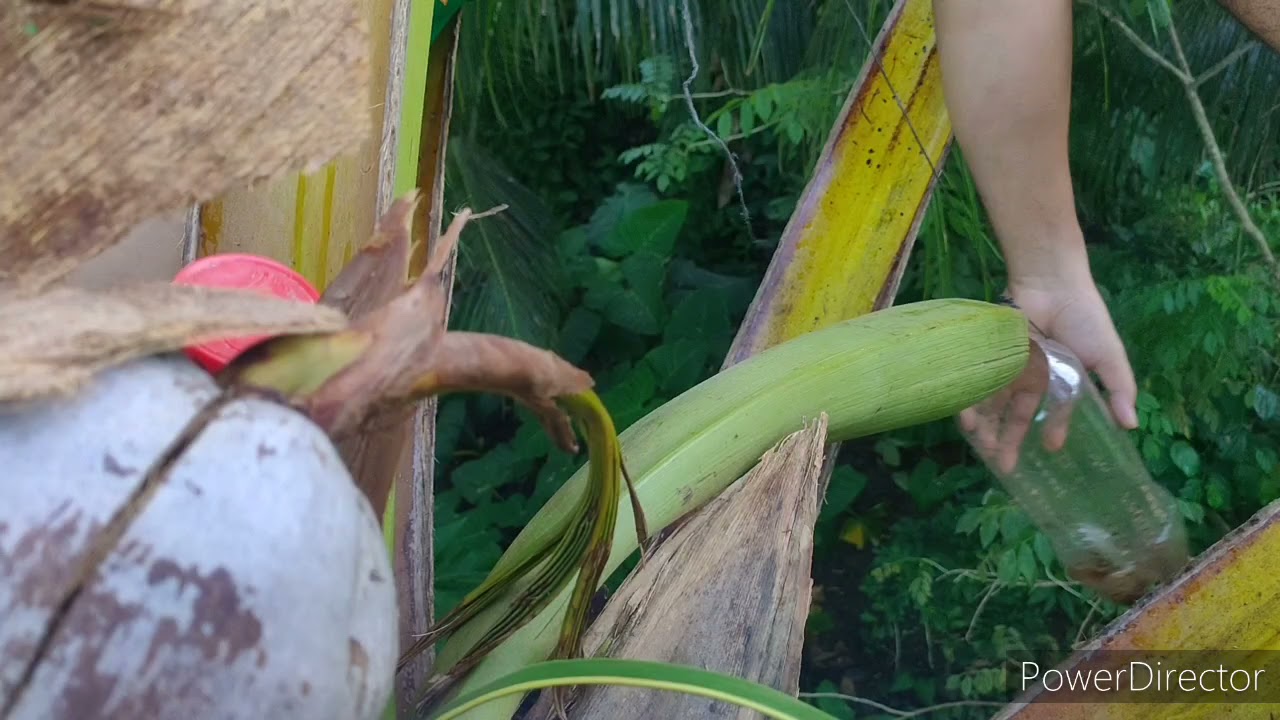 Paano ba malalaman kung pwede na putulan ang puso ng niyog? part 6 | Paano ba ang 